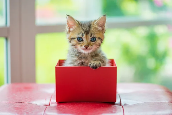 Gato en la caja — Foto de Stock