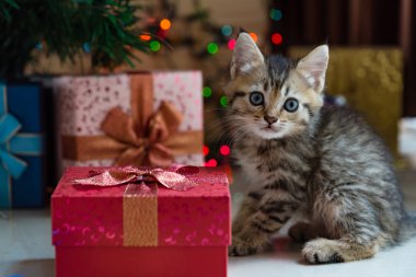 Noel de sevimli kedi.