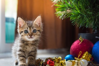 Noel de sevimli kedi.