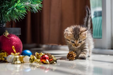 Noel de sevimli kedi.