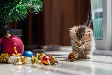 Noel de sevimli kedi.