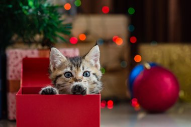 Noel de sevimli kedi.