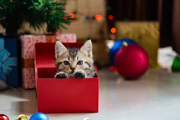 Gatinho bonito no Natal . — Fotografia de Stock