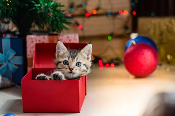 Gatinho bonito no Natal . — Fotografia de Stock