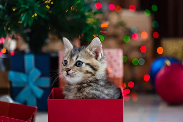 Gatinho bonito no Natal . — Fotografia de Stock