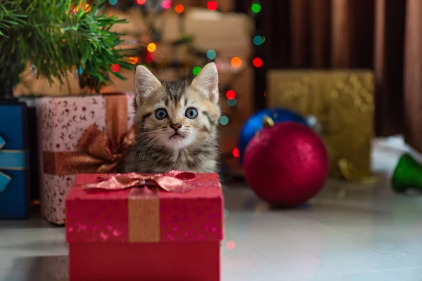 Gatinho bonito no Natal . — Fotografia de Stock