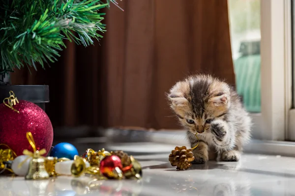 Χαριτωμένο γατάκι σε Χριστούγεννα. — Φωτογραφία Αρχείου
