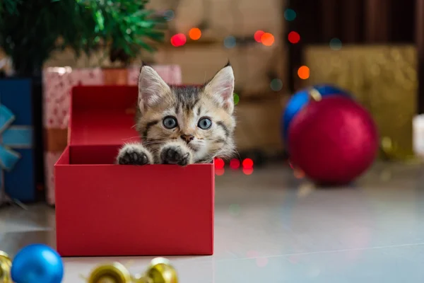 Niedliches Kätzchen zu Weihnachten. — Stockfoto