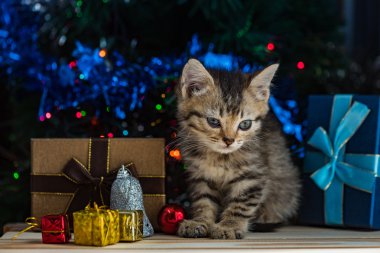 Noel de sevimli kedi.