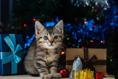 Noel de sevimli kedi.