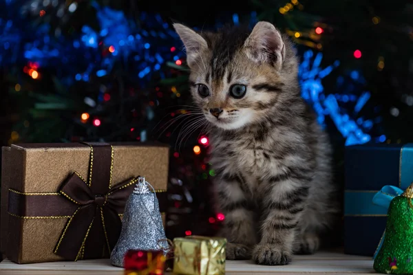 Χαριτωμένο γατάκι σε Χριστούγεννα. — Φωτογραφία Αρχείου