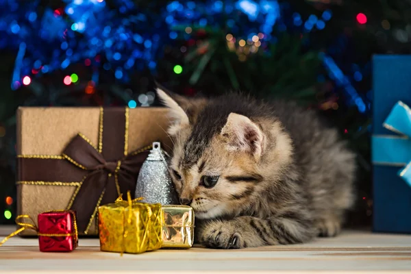 Niedliches Kätzchen zu Weihnachten. — Stockfoto