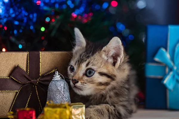 Lindo gatito en Navidad . — Foto de Stock