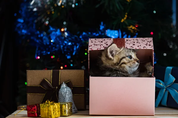 Niedliches Kätzchen zu Weihnachten. — Stockfoto