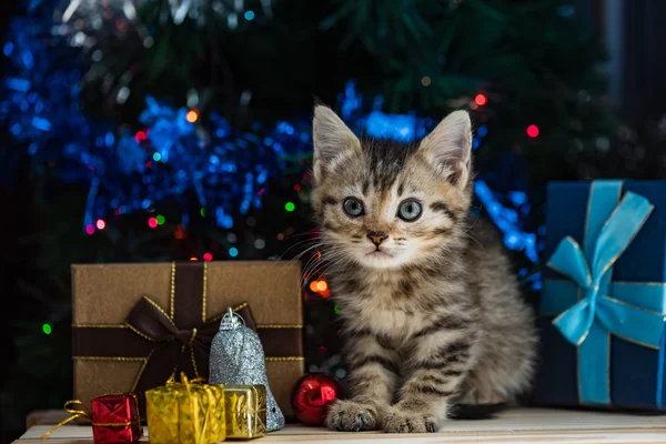 Söt kattunge i jul. — Stockfoto