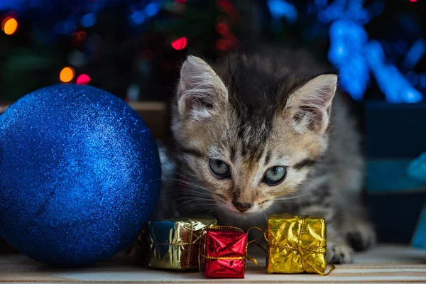 Cute kitten in christmas. — Stock Photo, Image
