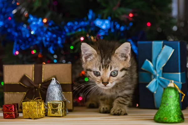 Niedliches Kätzchen zu Weihnachten. — Stockfoto