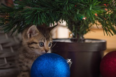 Noel de sevimli kedi.