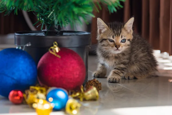 Lindo gatito en Navidad . — Foto de Stock