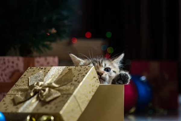Niedliches Kätzchen zu Weihnachten. — Stockfoto