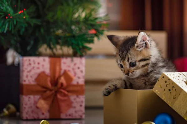 Gatinho bonito no Natal . — Fotografia de Stock