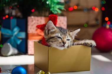 Noel de sevimli kedi.