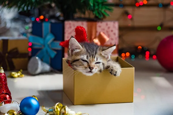 Gatinho bonito no Natal . — Fotografia de Stock