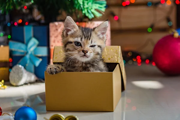 Gatinho bonito no Natal . — Fotografia de Stock