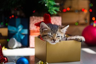 Noel de sevimli kedi.