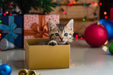 Noel de sevimli kedi.