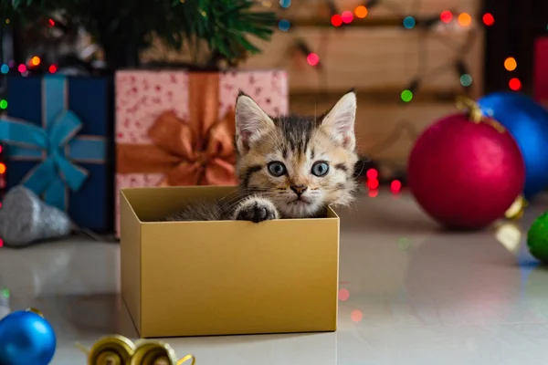 Gatinho bonito no Natal . — Fotografia de Stock