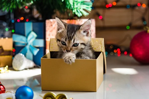 Noel de sevimli kedi.