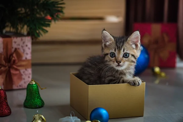 Cute kitten in christmas. — Stock Photo, Image