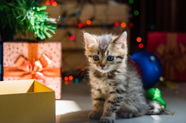 Noel de sevimli kedi.