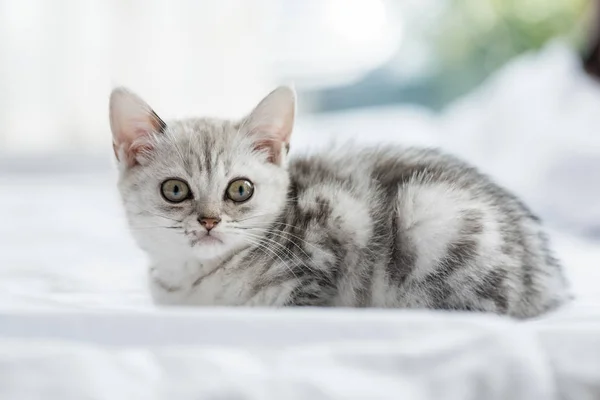 Arga vacker kattunge — Stockfoto