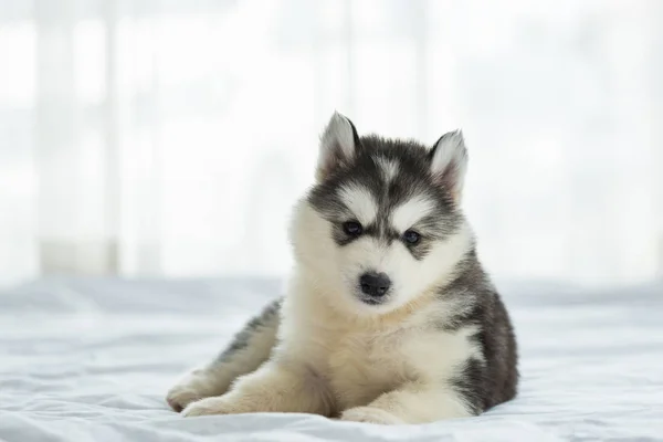 可爱的西伯利亚小狗 — 图库照片