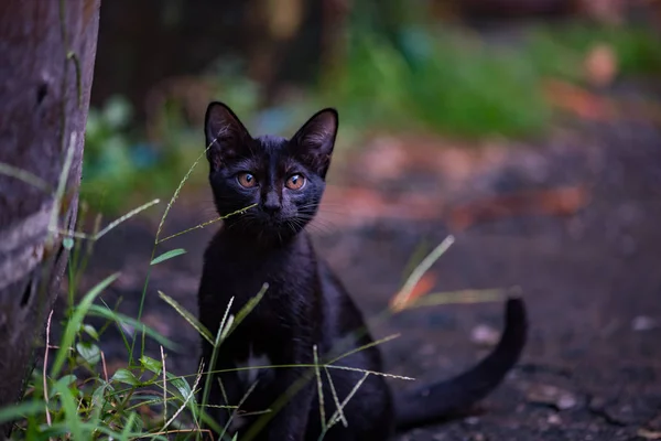 Μοναχικό μαύρη γάτα — Φωτογραφία Αρχείου