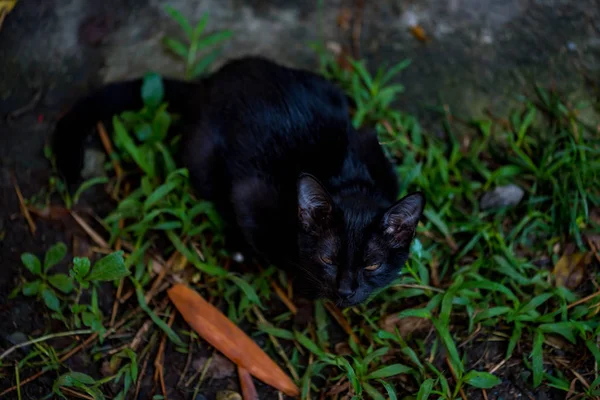 Μοναχικό μαύρη γάτα — Φωτογραφία Αρχείου