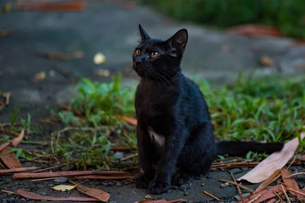 외로운 검은 고양이 — 스톡 사진