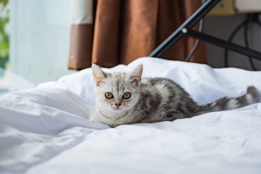 Kızgın güzel yavru kedi