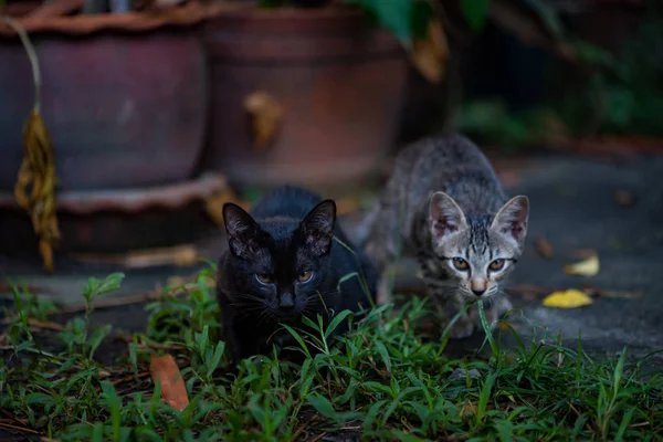 Solitário gato preto — Fotografia de Stock