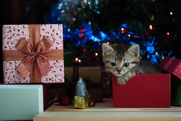 Lindo gatito en Navidad . — Foto de Stock