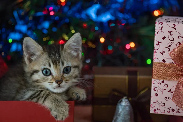 Gatinho bonito no Natal . — Fotografia de Stock