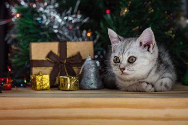 Noel de sevimli kedi.