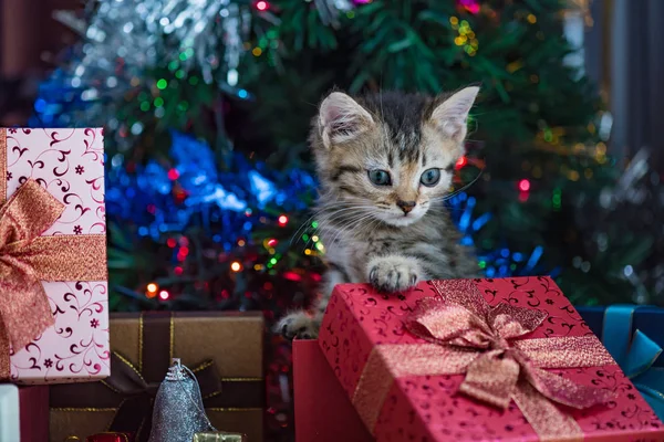 Cute kitten in christmas. — Stock Photo, Image