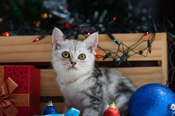 Gatinho bonito no Natal . — Fotografia de Stock