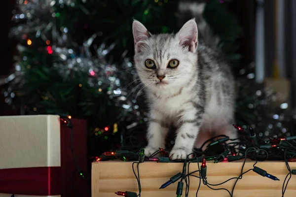 Gatinho bonito no Natal . — Fotografia de Stock