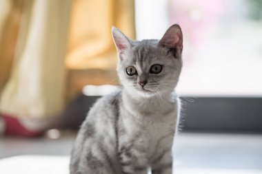 Evde sevimli bir kedi yavrusu var.