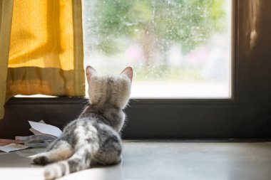 Evde sevimli bir kedi yavrusu var.