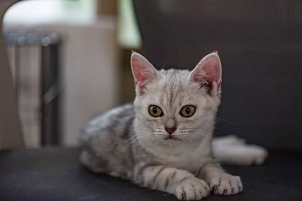 Cute kitten in home — Stock Photo, Image